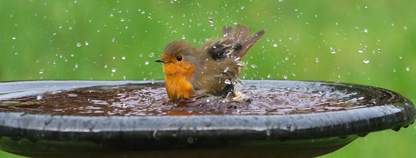 Hydrating Your Habitat