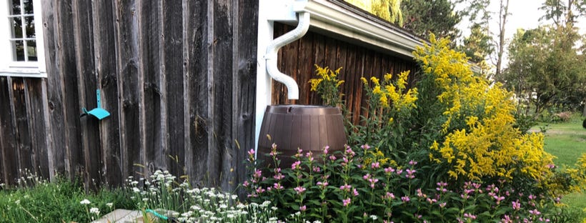 Barrel in a garden for collecting rain water