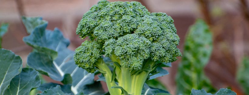 Broccoli in the Garden