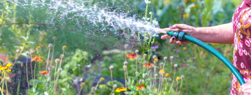 Watering flowers with a hose