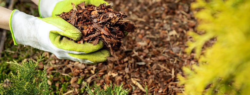 Spreading mulch in the garden