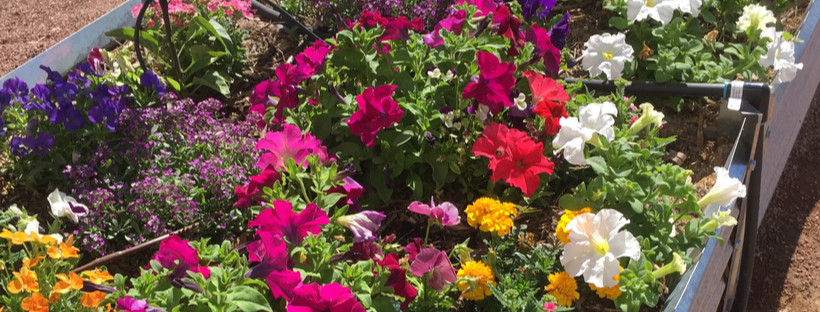 Assorted flowers in a garden