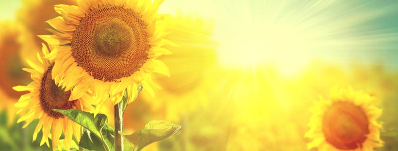 Sunflowers blooming