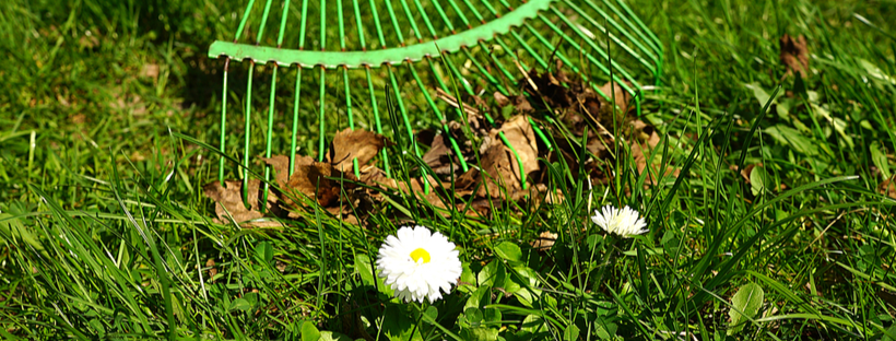 Clearing dry leaves with a rake